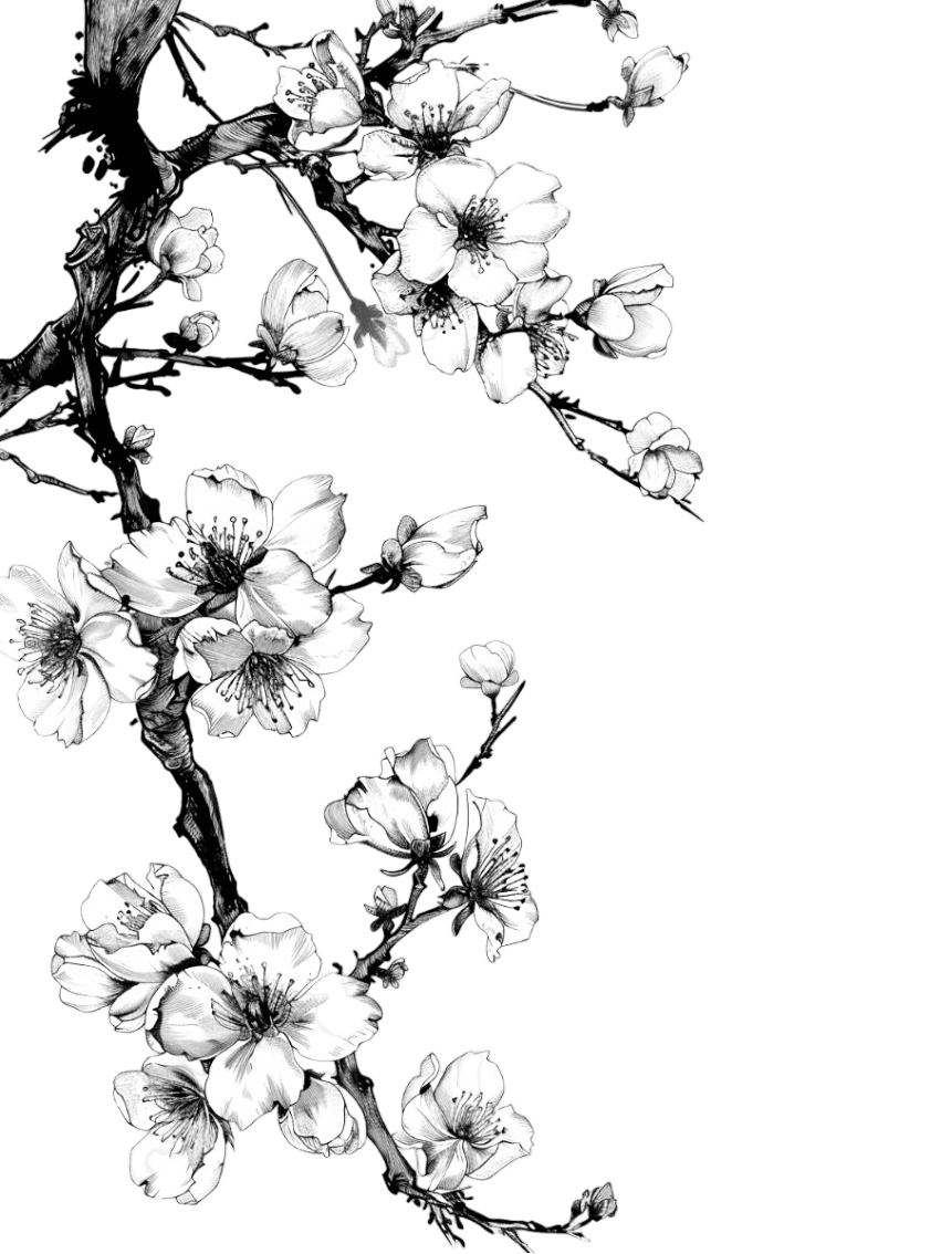 sakura soko wallpaper for Kindle Paperwhite e-reader wallpaper or screensaver featuring cherry blossoms and flowers and more